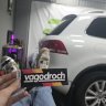 Kiwi_Vagodroch